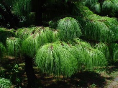 162_Botanical_Garden_Hakusan.jpg
