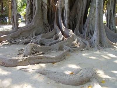Ficus in Piazza Marina in Palermo
