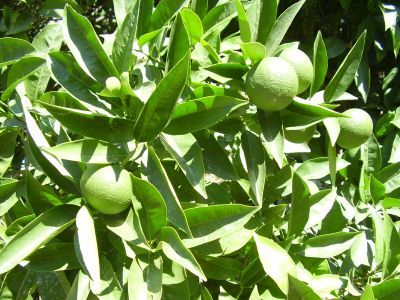 Orto Botanico in Palermo
