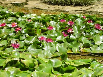 Orto Botanico in Palermo
