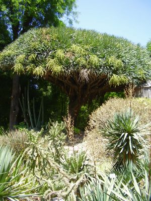 Orto Botanico in Palermo

